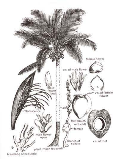 Coconut Palm Tree Parts