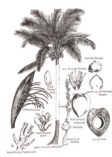 Coconut or Naarikela (Cocos nucifera, Linn.) - Namah Journal
